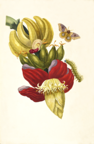 vue d'une gravure de fleur de bananier, papillon et chenille
