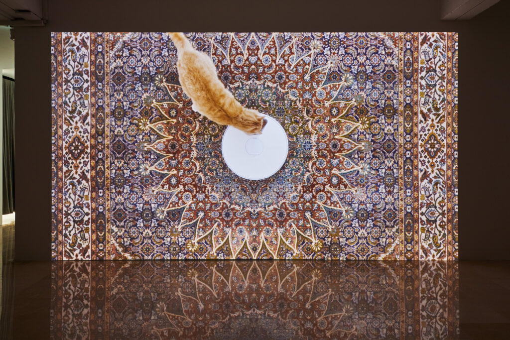 une vidéo montrant un chat marcher sur un tapis persan