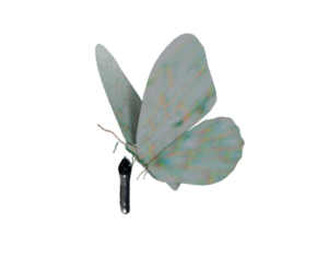 Un papillon gris est posé sur un fond blanc